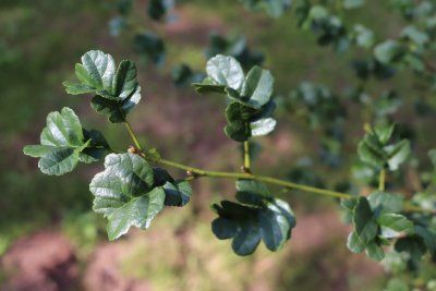 Alnus glutinosa 'Minutifolia' - listy